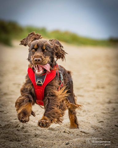 Ein brauner Hund mit rotem Geschirr rennt fröhlich am Strand.