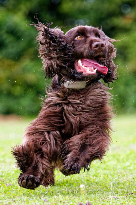 Brauner Hund springt fröhlich über eine Wiese mit eingeklemmter Zunge.