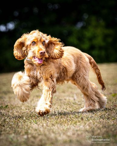 Brauner Cocker Spanielwelpe, der spielend über eine Wiese läuft.