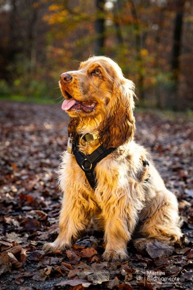 Ein brauner Spaniel sitzt im Wald auf buntem Laub und schaut fröhlich.