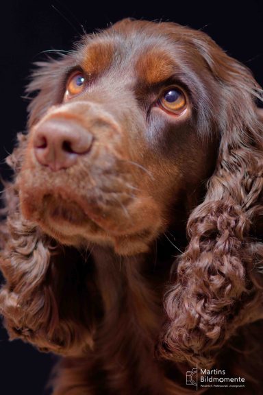Brauner Cockerspaniel mit lockigem Fell schaut nach oben.