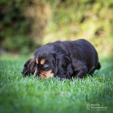 Schwarzer Welpe schnüffelt neugierig auf grünem Gras.