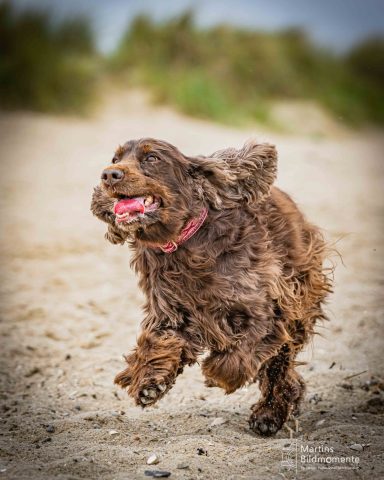 Brauner Cockerspaniel springt fröhlich über einen Sandstrand.