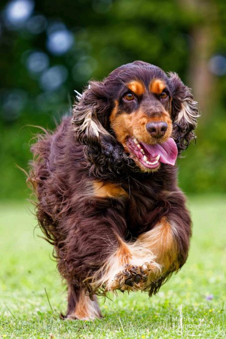 Brauner Hund mit langen Ohren läuft fröhlich über eine Wiese.