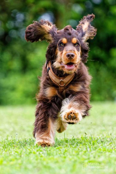 Brauner Hund mit langen Ohren rennt fröhlich über eine grüne Wiese.