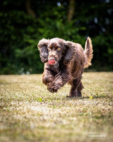 Brauner Cocker Spaniel rennt mit einem Ball im Maul über eine Wiese.