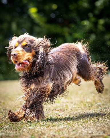 Ein belebt aussehender Hund läuft über eine grüne Wiese, mit fliegendem Fell.