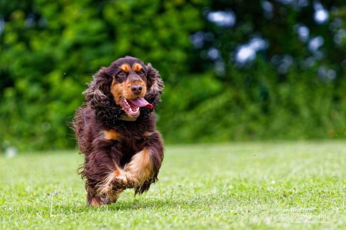 Brauner Englisch Cocker Spaniel läuft fröhlich über eine grüne Wiese.