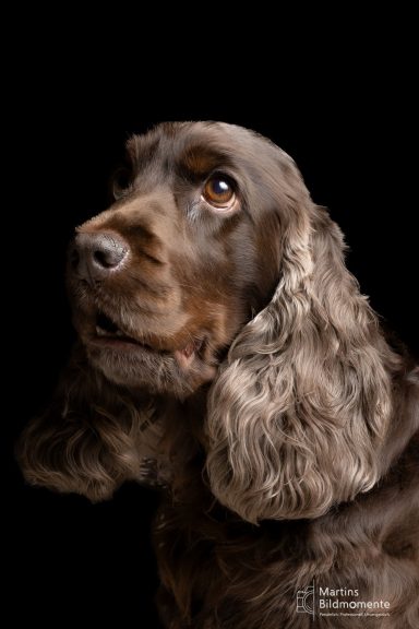 Brauner Cockerspaniel mit langen Ohren und neugierigem Blick auf schwarzem Hintergrund.