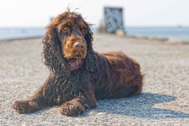 Brauner, lockiger Hund liegt entspannt auf einem Steg am Wasser.