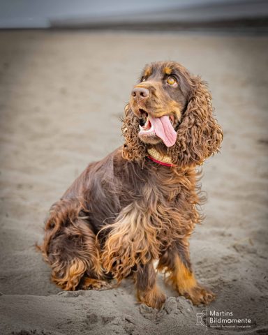 Ein brauner Cocker Spaniel sitzt am Strand und schaut mit offenem Maul in die Ferne.