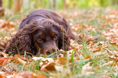 Ein brauner Hund mit lockigem Fell liegt im Gras zwischen herbstlichen Blättern.
