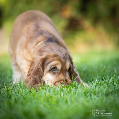 Brauner Hund schnüffelt neugierig im Gras.