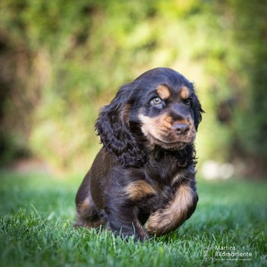 Ein kleiner, schwarzer und brauner Cocker Spaniel-Welpe läuft über das Gras.