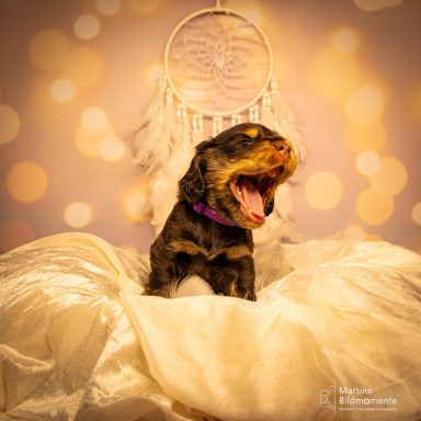 Ein Rottweiler-Welpe gähnt vor einem Traumfänger mit glitzerndem Hintergrund.