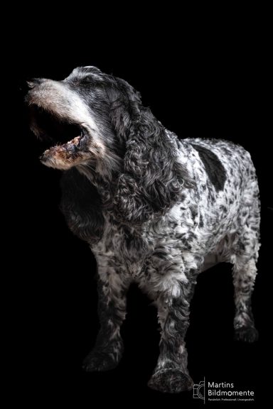 Ein schwarz-weißer Hund mit offenem Maul vor schwarzem Hintergrund.