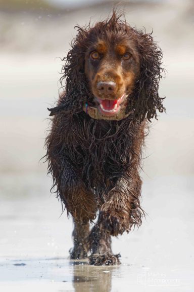 Ein nasser, brauner Spaniel läuft fröhlich am Strand entlang.