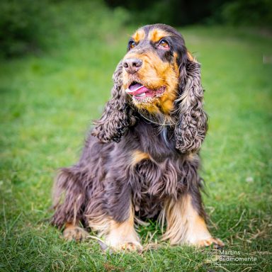 Ein brauner Cocker Spaniel sitzt auf grünem Gras und schaut aufmerksam.
