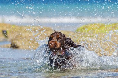 Ein brauner Hund plantscht im Wasser und spritzt Wasser um sich herum.