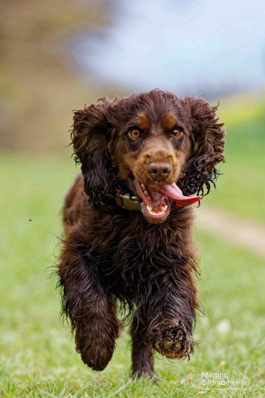 Ein brauner Hund mit langen Ohren läuft fröhlich über eine Wiese.