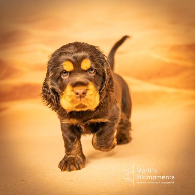 Junger Hund mit schwarzem Fell und braunen Abzeichen, der über sandigen Boden läuft.