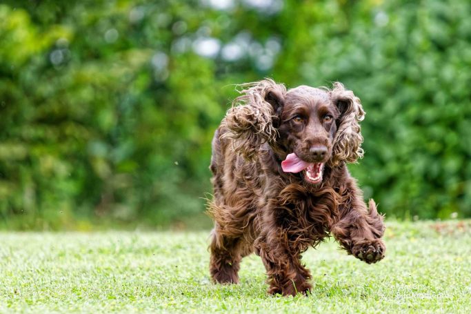Brauner Cockerspaniel läuft fröhlich über eine grüne Wiese.