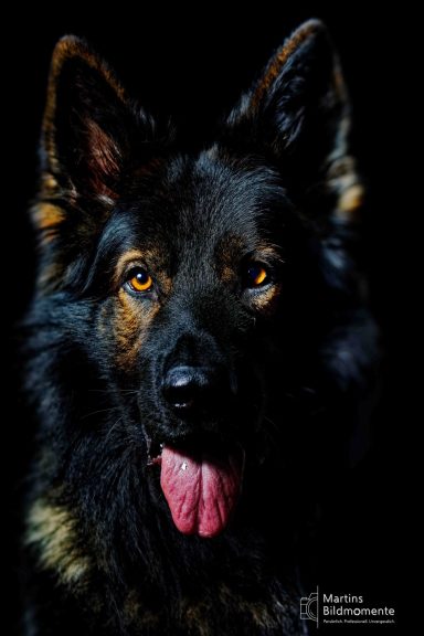 Schäferhund mit schwarzem Fell und braunen Augen, Zunge herausgestreckt.