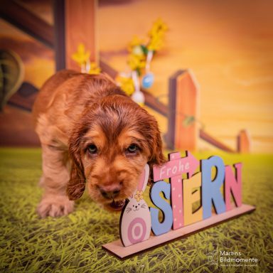 Welpen erkundet das Wort "OSTERN" vor einem bunten Hintergrund.