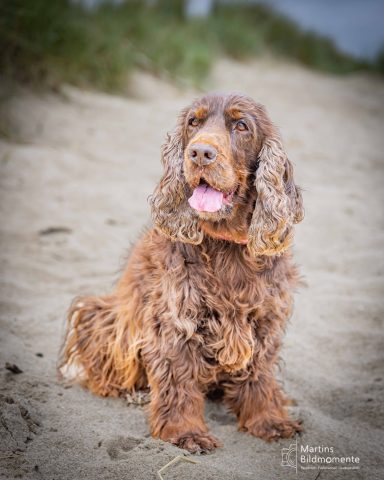 Brauner Cockerspaniel sitzt auf sandigem Untergrund und schaut aufmerksam.